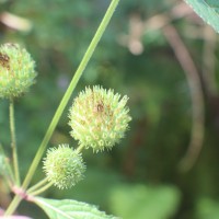 Hyptis capitata Jacq.